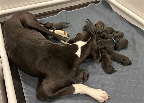Great Dane gives birth to 15 pups, a record at North Carolina rescue